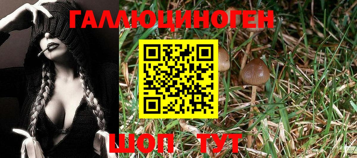 Галлюциногенные грибы Psilocybine cubensis  дарнет шоп  Железногорск  Вход с VPN 